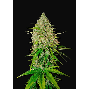 GRAPEFRUIT AUTO X3-FAST BUDS