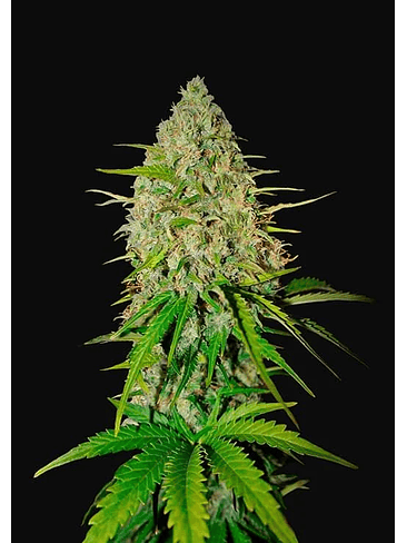 GRAPEFRUIT AUTO X3-FAST BUDS 1