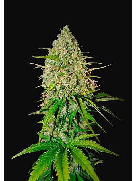 Grapefruit Auto -Fast Buds (X3/X1) 1