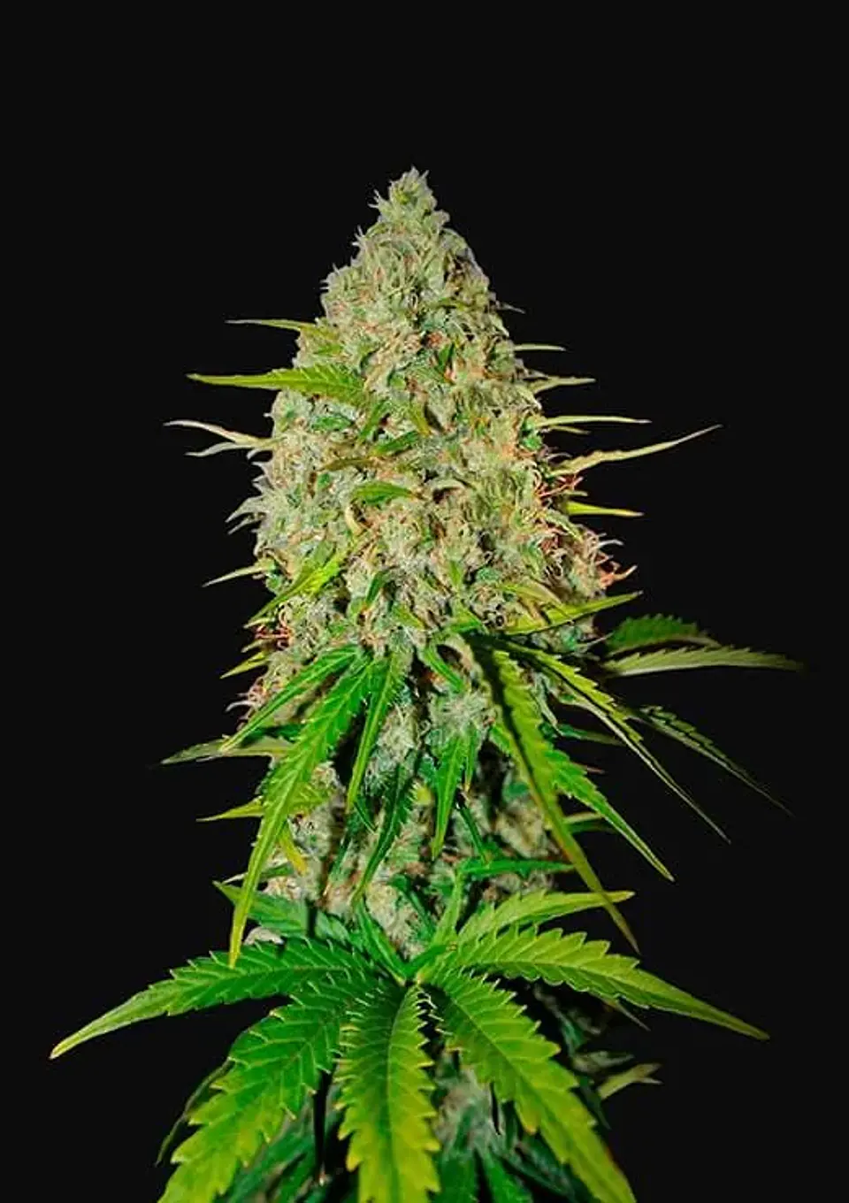 Grapefruit Auto -Fast Buds (X3/X1) 1