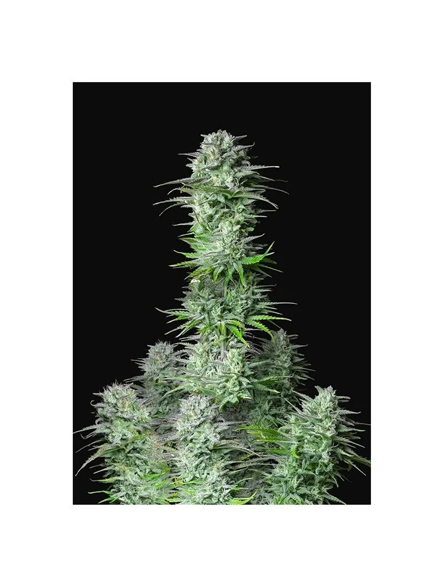 Kosher Cake Auto X3-Fast Buds 1