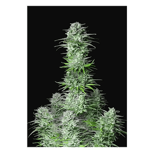 Kosher Cake Auto X3-Fast Buds