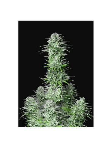 KOSHER CAKE AUTO X3-FAST BUDS 1