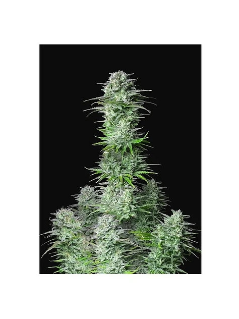 Kosher Cake Auto X3-Fast Buds 1