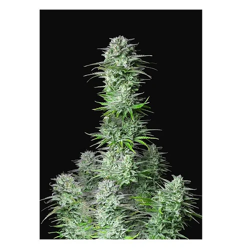 Kosher Cake Auto X3-Fast Buds