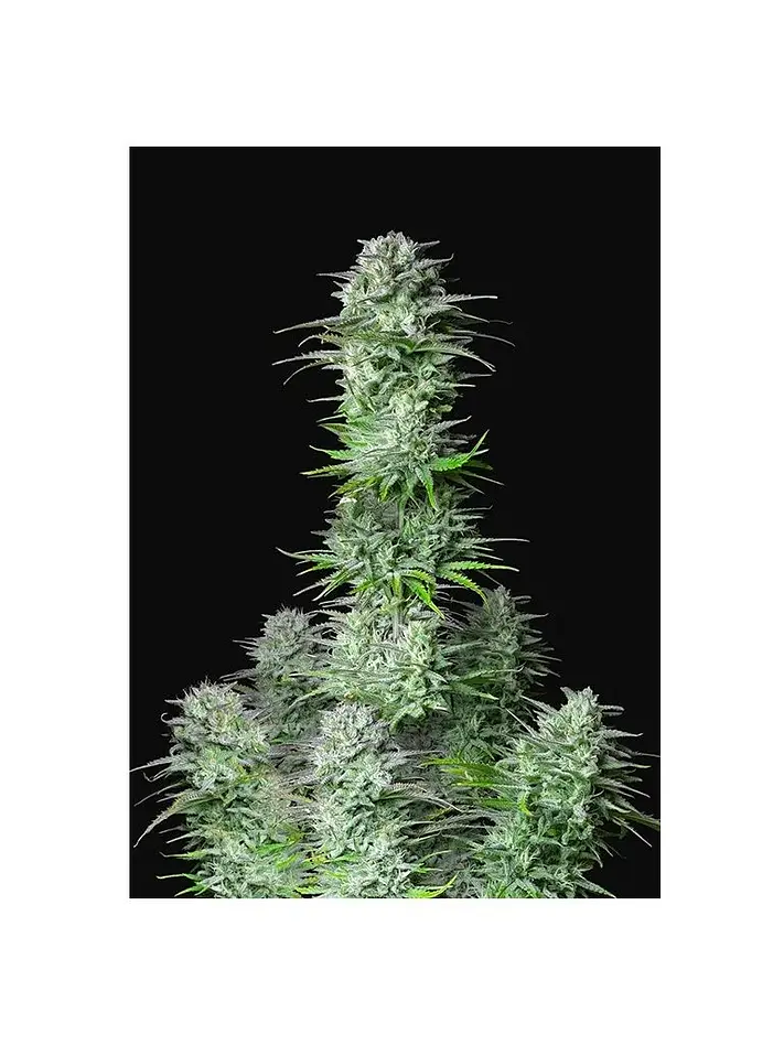 Kosher Cake Auto X3-Fast Buds 1