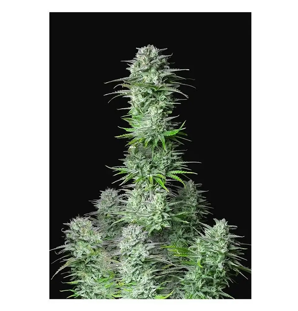 Kosher Cake Auto X3-Fast Buds 1