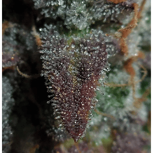 LEMON AK AUTO X1-FAST BUDS