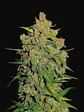 LEMON AK AUTO X1-FAST BUDS - Miniatura 2
