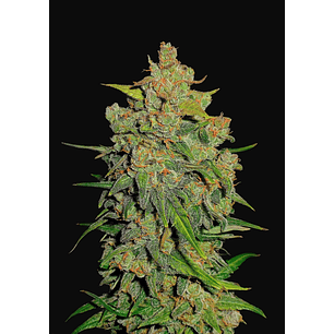 LEMON AK AUTO X3-FAST BUDS