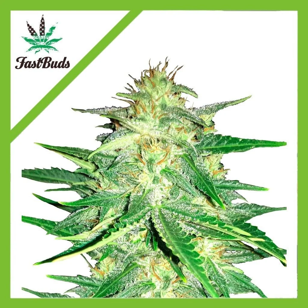 Lemon Ak Auto -Fast Buds (X5/X3/X1) 1