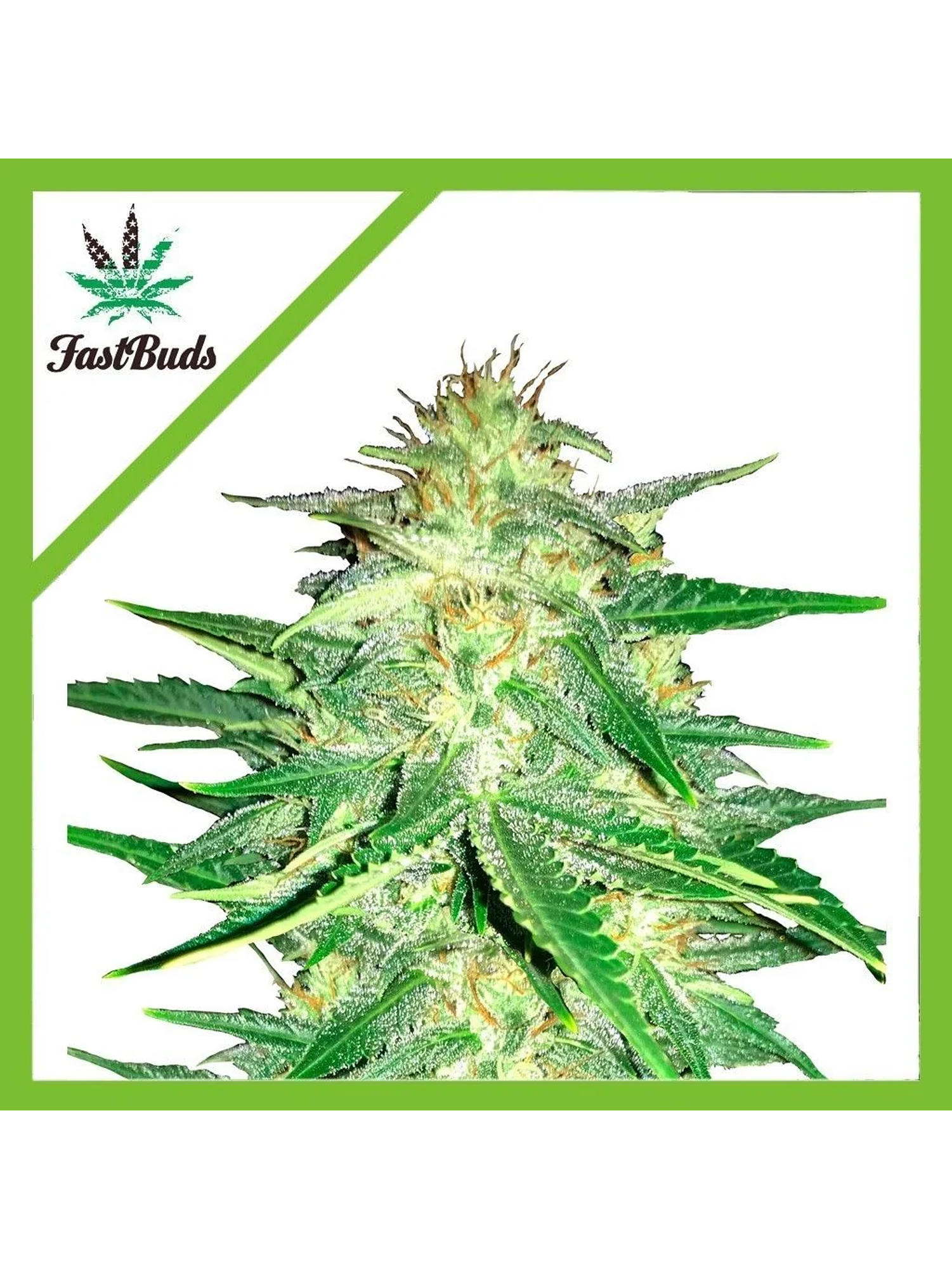 Lemon Ak Auto -Fast Buds (X5/X3/X1) 1