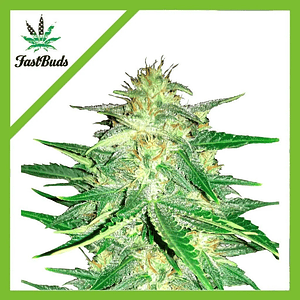 Lemon Ak Auto -Fast Buds (X5/X3/X1)