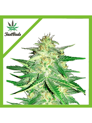 LEMON AK AUTO X5-FAST BUDS 1