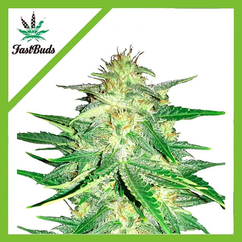 Lemon Ak Auto -Fast Buds (X5/X3/X1)