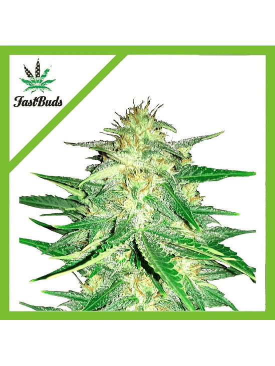 LEMON AK AUTO X5-FAST BUDS 1