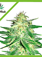 Lemon Ak Auto -Fast Buds (X5/X3/X1) - Miniatura 1