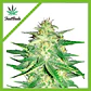 Lemon Ak Auto -Fast Buds (X5/X3/X1) - Miniatura 1