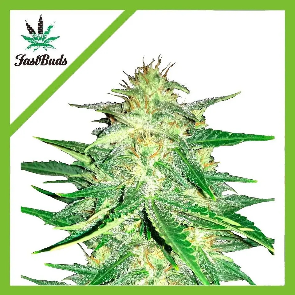 Lemon Ak Auto -Fast Buds (X5/X3/X1) 1