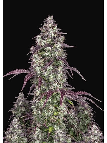 LEMON PIE AUTO X1-FAST BUDS 1