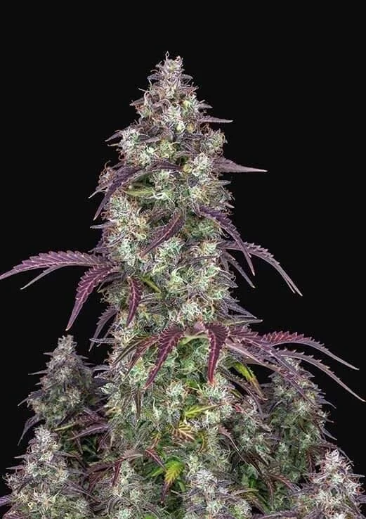 Lemon Pie Auto -Fast Buds (X3/X1) 1