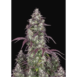 LEMON PIE AUTO X3-FAST BUDS