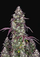 Lemon Pie Auto -Fast Buds (X3/X1) - Miniatura 1
