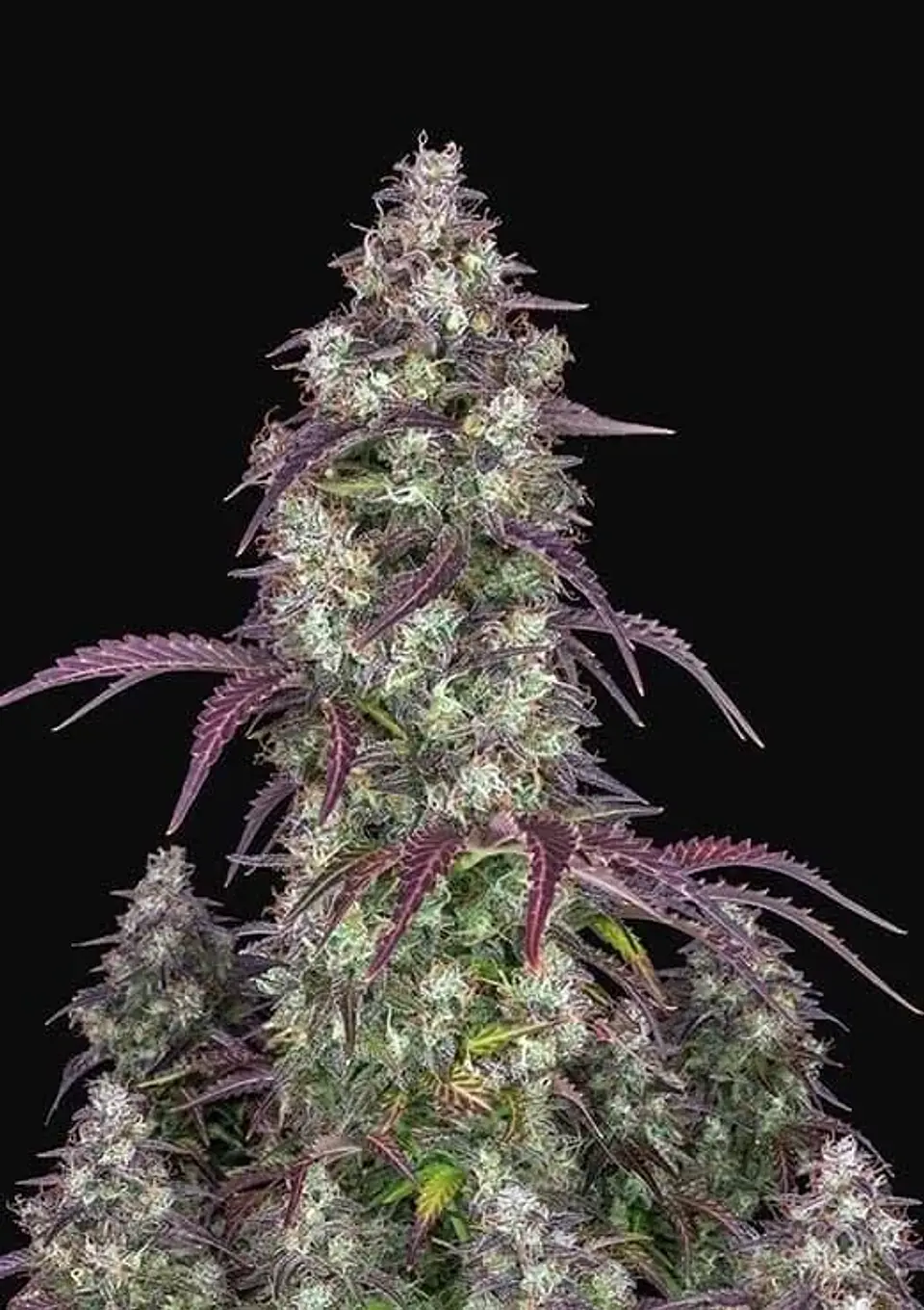Lemon Pie Auto -Fast Buds (X3/X1) 1