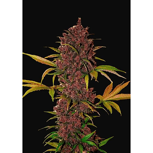 Lsd 25  Auto X1-Fast Buds