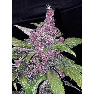 Lsd 25  Auto X1-Fast Buds