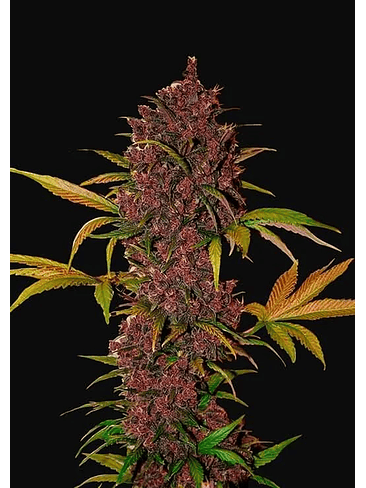 LSD 25  AUTO X3-FAST BUDS 1