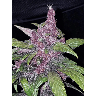 LSD 25  AUTO X3-FAST BUDS