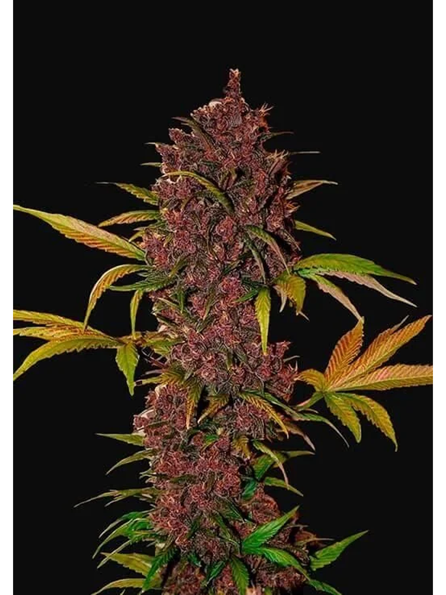 Lsd 25  Auto X5-Fast Buds 1