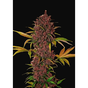 Lsd 25  Auto X5-Fast Buds