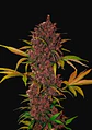 Lsd 25  Auto X5-Fast Buds - Miniatura 1