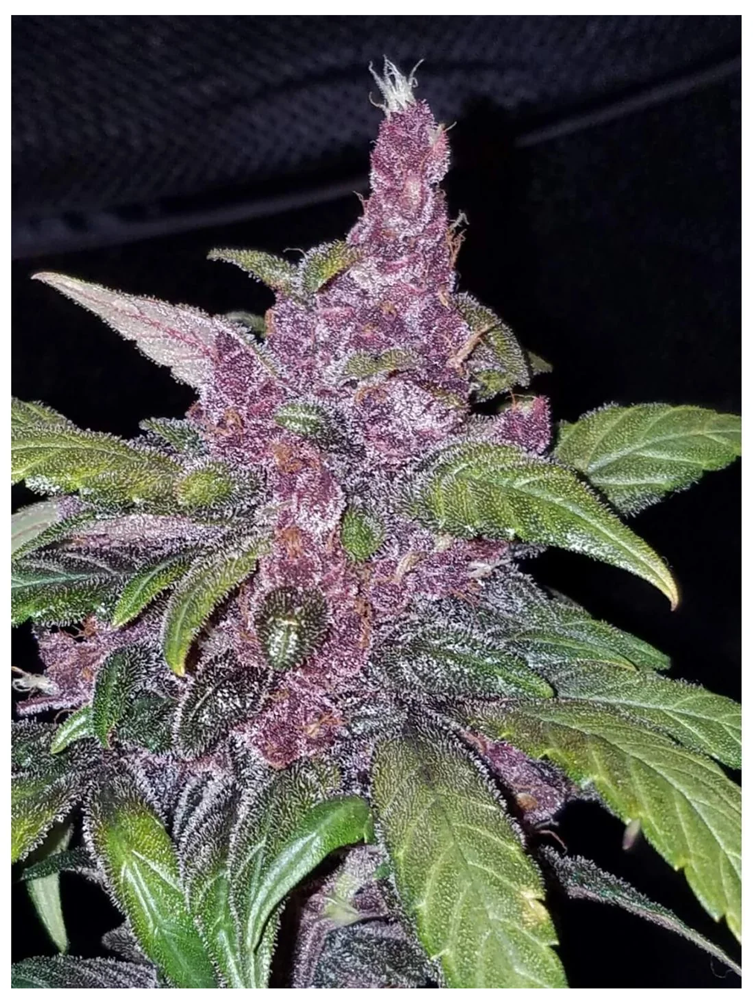 Lsd 25  Auto X5-Fast Buds 2