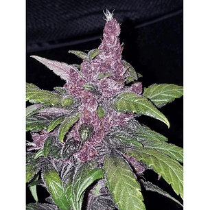 LSD 25  AUTO X5-FAST BUDS