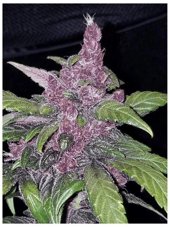 LSD 25  AUTO X5-FAST BUDS 2