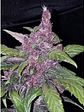 LSD 25  AUTO X5-FAST BUDS - Miniatura 2