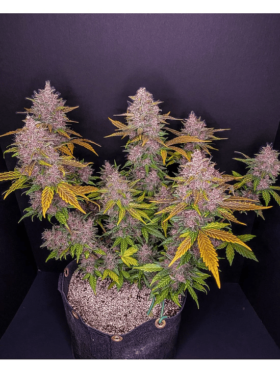 LSD 25  AUTO X5-FAST BUDS 3