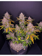 LSD 25  AUTO X5-FAST BUDS - Miniatura 3