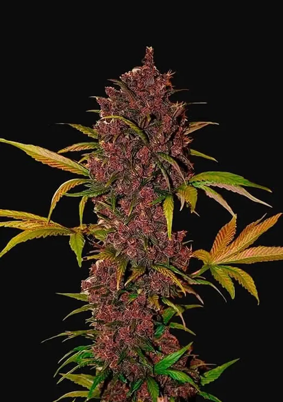 Lsd 25 Auto - Fast Buds (X5/X3/X1) 1