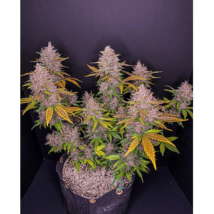 LSD 25 AUTO X5- FAST BUDS