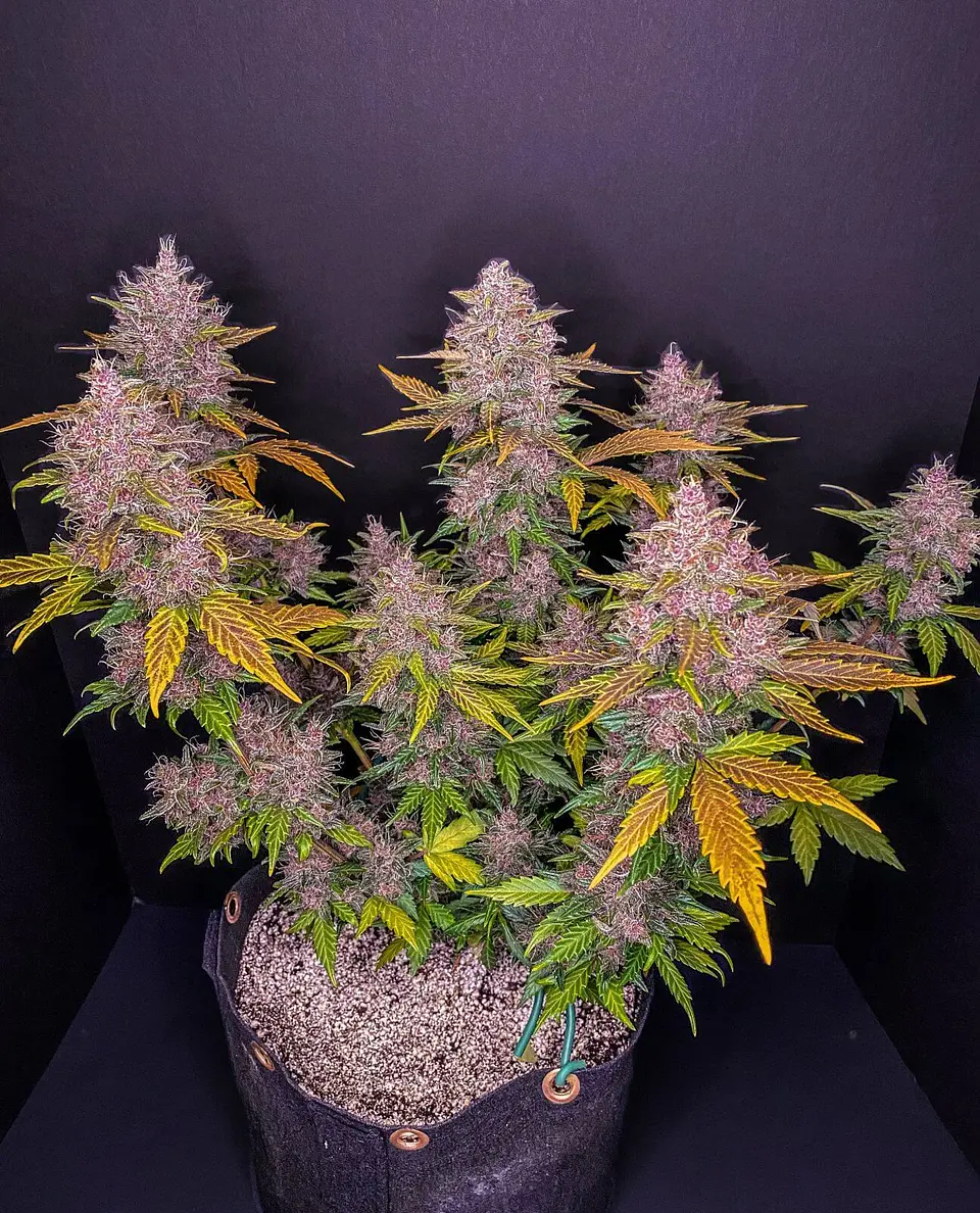 Lsd 25 Auto - Fast Buds (X5/X3/X1) 2