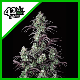 MIMOSA CAKE AUTO X1-FAST BUDS