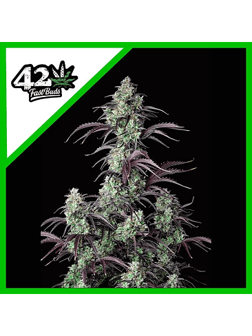 MIMOSA CAKE AUTO X1-FAST BUDS 1