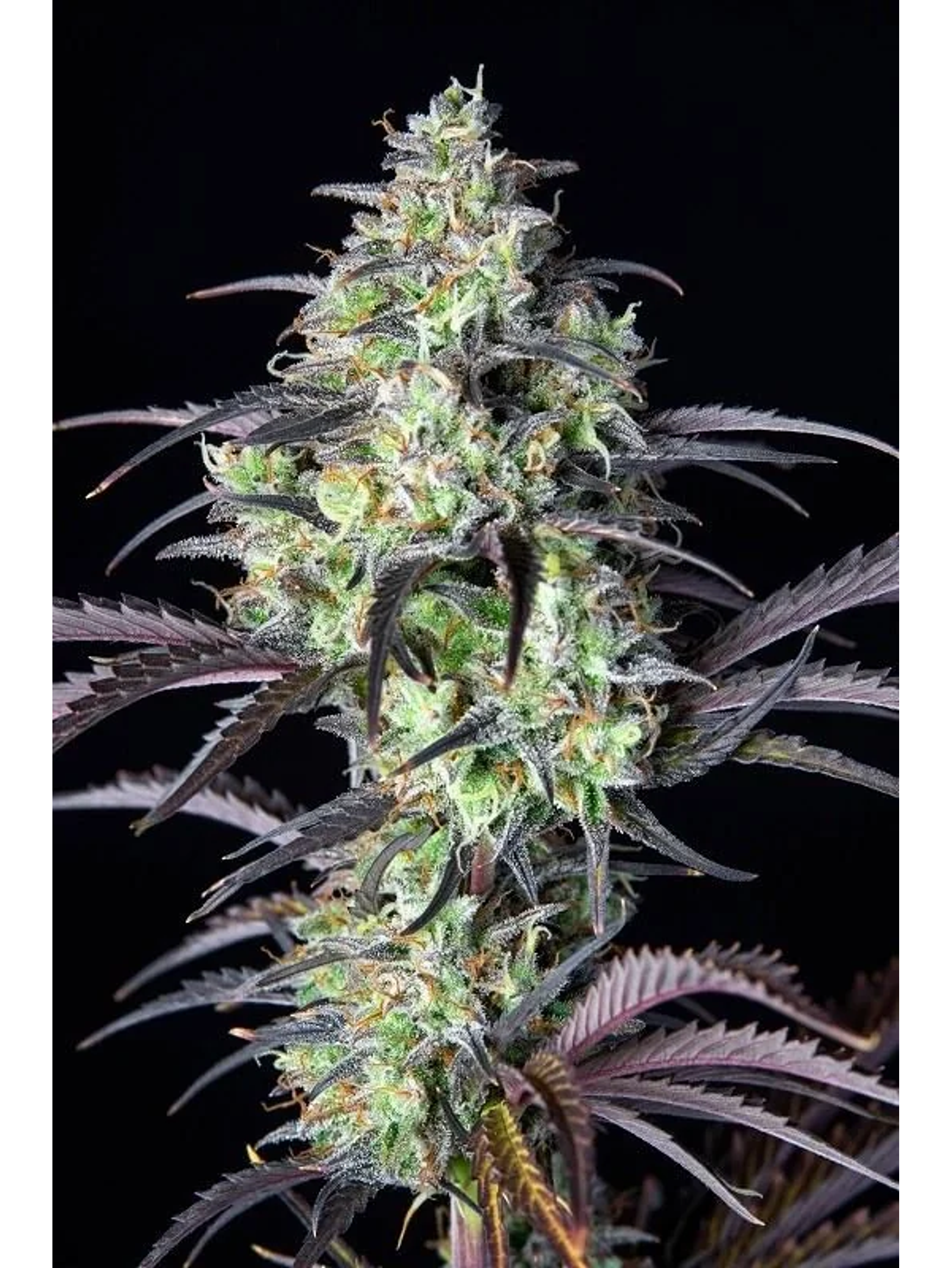 Mimosa Cake Auto -Fast Buds (X3/X1) 2