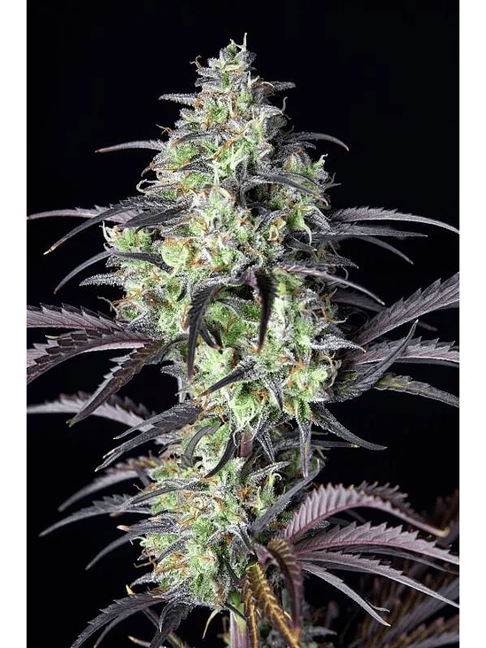 MIMOSA CAKE AUTO X3-FAST BUDS 2