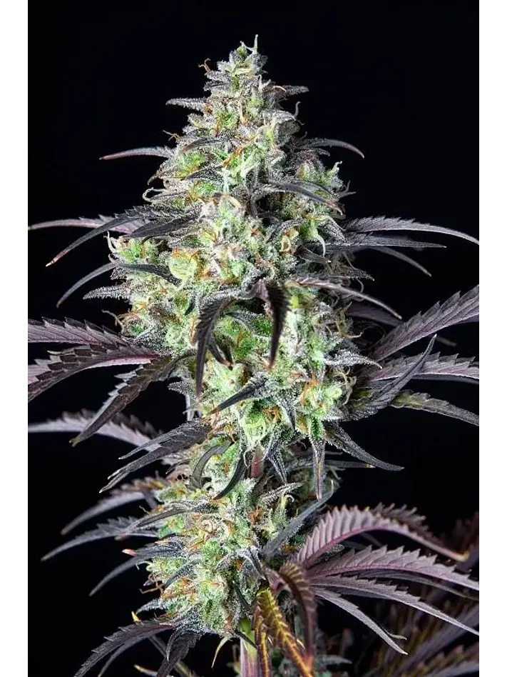 Mimosa Cake Auto -Fast Buds (X3/X1) 2