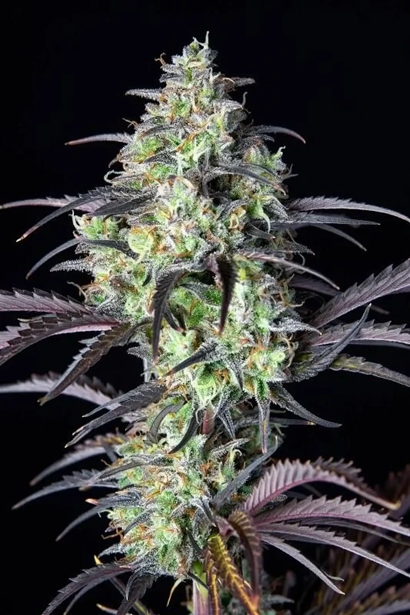 Mimosa Cake Auto -Fast Buds (X3/X1) 2